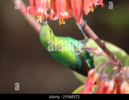 Un sunbird Malachite (Nectarinia famosa) ramassant du nectar de l'oreille d'un cochon à Darling dans le Swartland, Western Cape. Banque D'Images