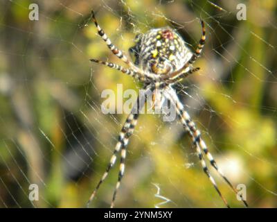 Araignée Orbweb de jardin commune (Argiope australis) Banque D'Images