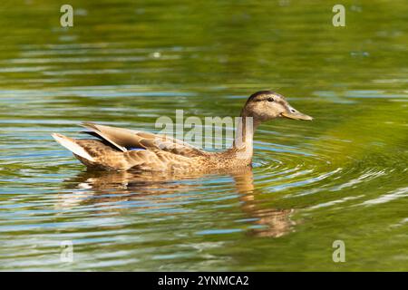 Canard colvert femelle nageant dans l'eau, Stankow, Lubelskie, Pologne Banque D'Images