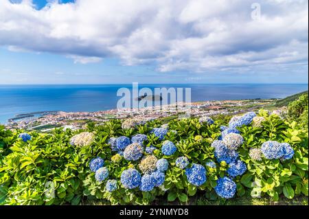 Une vue sur une haie d'hortensias à côté de la chapelle de notre Dame de la paix à travers Ribeira Seca sur l'île de San Miguel dans les Açores en été Banque D'Images