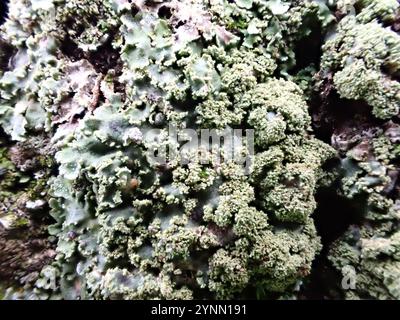 Lichen givré gris (Physconia grisea) Banque D'Images