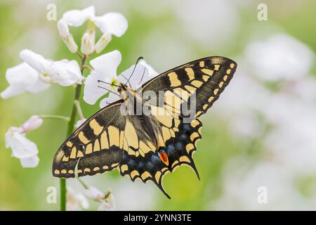 Papillons à queue d'aronde, Papilio machaon britannicus, adulte seul se nourrissant de nectar sur fleur, Strumpshaw, Norfolk, Royaume-Uni Banque D'Images