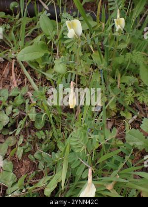 Vesce jaune poilue (Vicia hybrida) Banque D'Images