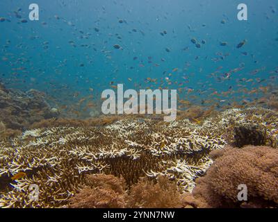 Océan bleu avec bancs de poissons sur un récif corallien tropical. Le corail corallien, Acropora cervicornis, est un corail pierreux ramifié, appartenant à l'ordre des Scleractinia. Banque D'Images