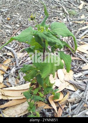 Millepertuis oriental (Sigesbeckia orientalis) Banque D'Images