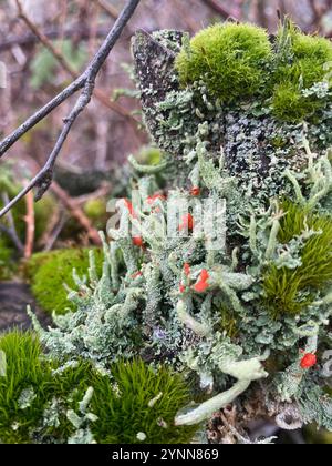 Soldats jouets (Cladonia bellidiflora) Banque D'Images