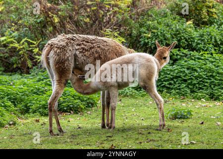 Bébé Vicuna, Vicugna Vicugna, parents du lama qui vivent dans les hautes régions alpines des Andes Banque D'Images