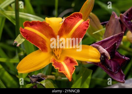 Jaune et rouge Daylily sur un fond d'herbe verte. Banque D'Images
