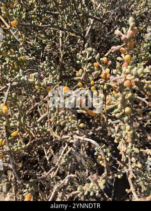 Câpres de haricots des Canaries (Tetraena fontanesii) Banque D'Images