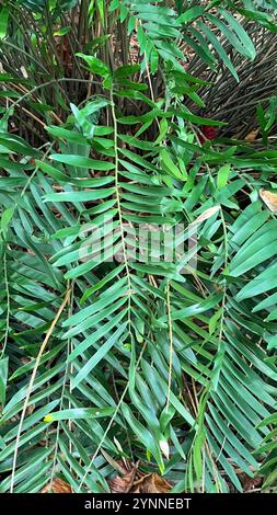 Coontie (Zamia pumila) Banque D'Images