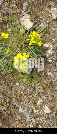 Fleur de mur de San Francisco (Erysimum franciscanum) Banque D'Images