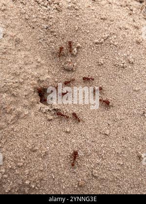 Ant de Red Harvester (Pogonomyrmex barbatus) Banque D'Images