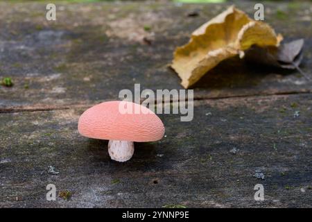 Champignon Rhodotus palmatus sur le bois. Connu sous le nom de pêche ridée. Champignon rose rare dans la forêt de feuillus. Banque D'Images
