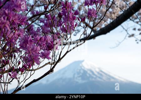 Floue Mont Fuji encadré par des fleurs d'azalées japonaises violettes vibrantes. Japon au printemps Banque D'Images