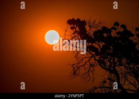 Détail d'un arbre sihouetté au coucher du soleil sur la rivière Cuiaba près de Porto Jofre dans le nord du Pantanal, province du Mato Grosso au Brésil. Banque D'Images