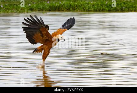 Faucon à col noir, Busarellus nigricollis ; capture de poissons sur la rivière ; oiseau de proie et de faune du Pantanal ; Pantanal, Brésil Amérique du Sud. Banque D'Images