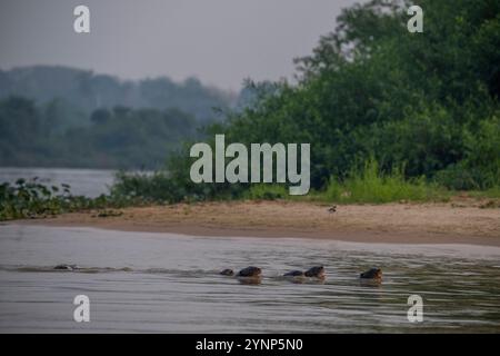 Loutres de rivière géantes (Pteronura brasiliensis) nageant à la recherche de poissons dans un affluent de la rivière Cuiaba près de Porto Jofre dans le nord du Pantanal, ma Banque D'Images