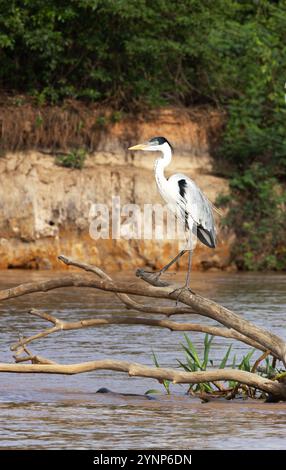 Héron Cocoi, Ardea cocoi, perché sur une branche au-dessus d'une rivière, adulte, vue latérale, faune du Pantanal, Mato Grosso, Brésil Amérique du Sud ; oiseau sauvage. Banque D'Images