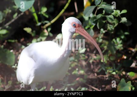 American White Ibis en Floride, États-Unis Banque D'Images