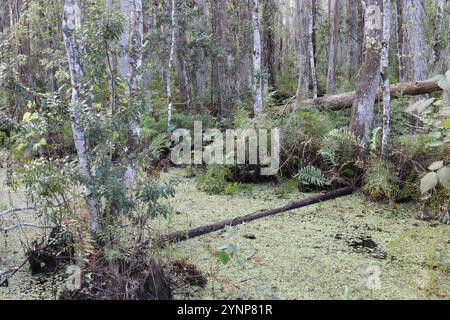 Swamp Land dans le parc national des Everglades Florida USA Banque D'Images