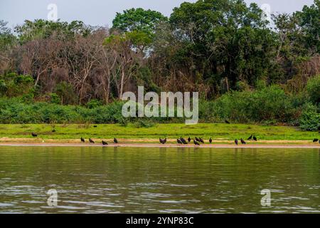 Un groupe de vautours noirs (Coragyps atratus) sur une plage le long de la rivière Cuiaba près de Porto Jofre dans le nord de Pantanal, province de Mato Grosso à Braz Banque D'Images