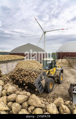 L'usine de biogaz produit du gaz à partir de différentes biomasses, ici le stockage de betteraves sucrières, l'électricité est produite dans des centrales combinées de chaleur et d'électricité avec le bi Banque D'Images