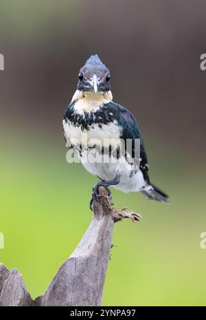 kingfisher vert, Chloroceryle americana, oiseau femelle perché, vue de face ; faune du Pantanal, Mato Grosso, Brésil Amérique du Sud ; oiseau sauvage. Banque D'Images