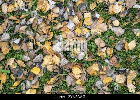 Feuilles d'automne couchées dans une prairie, pleine grandeur, Allemagne, Europe Banque D'Images