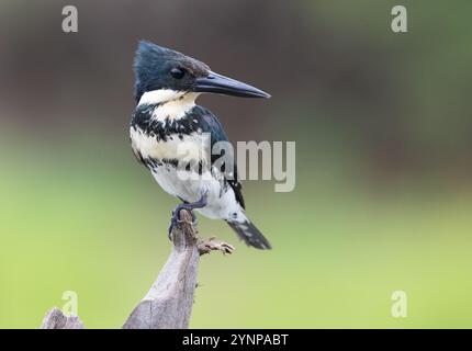 kingfisher vert, Chloroceryle americana, oiseau femelle perché regardant à droite ; faune du Pantanal, Mato Grosso, Brésil Amérique du Sud ; oiseau sauvage. Banque D'Images