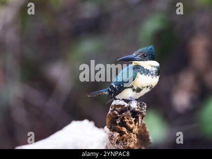 kingfisher vert, Chloroceryle americana, oiseau femelle perché regardant à gauche ; faune du Pantanal, Mato Grosso, Brésil Amérique du Sud ; oiseau sauvage. Banque D'Images