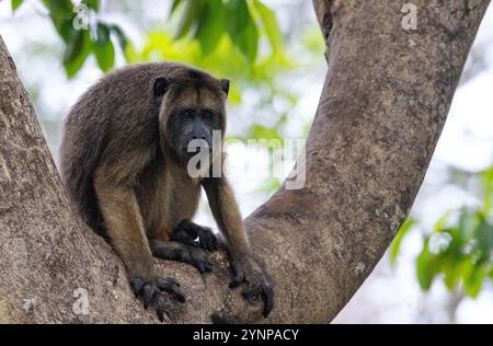 Un mâle adolescent pré-adulte singe noir sauvage, Alouatta caraya, assis dans un arbre, le Pantanal, Brésil, Amérique du Sud. Banque D'Images