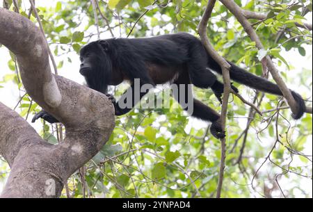 Un mâle adulte singe noir hurleur, Alouatta caraya, grimpant dans un arbre, le Pantanal, Brésil faune sud-américaine. Banque D'Images