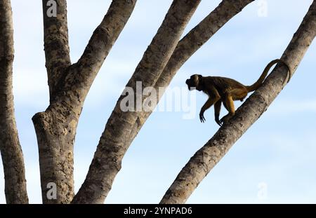 Une femelle adulte singe noir hurleur, Alouatta caraya, grimpant dans un arbre, le Pantanal, Brésil faune sud-américaine. Singe New World Banque D'Images