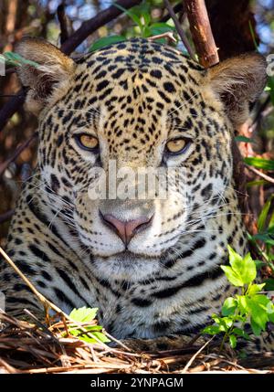 Animal Jaguar femelle adulte, Panthera Onca, portrait de la tête et du visage, regardant la caméra, faune du Pantanal en gros plan, Pantanal Brésil Amérique du Sud. Banque D'Images