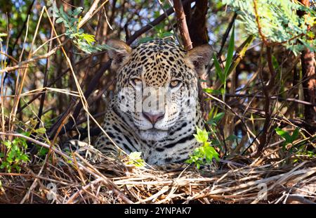 Animal Jaguar femelle adulte, Panthera Onca, portrait de la tête et du visage, regardant la caméra, portrait de la faune du Pantanal, Pantanal Brésil Amérique du Sud. Banque D'Images