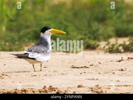 Grande Terne à bec, Phaetusa simplex, vue latérale d'un adulte ; sur le sol, oiseau du Pantanal, Pantanal, Brésil. Faune et oiseaux du Pantanal. Banque D'Images