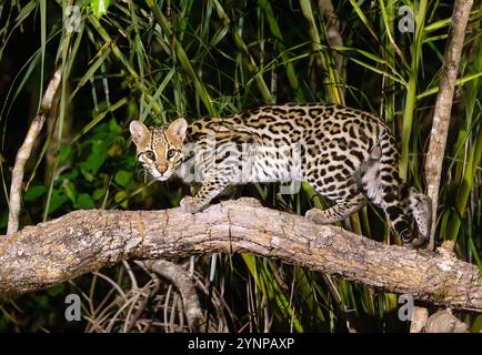 Mâle adulte sauvage Ocelot, Leopardus pardalis, chat sauvage de taille moyenne, vue de côté, chasse au crépuscule dans le Pantanal, Brésil, Amérique du Sud. Faune du Brésil. Banque D'Images