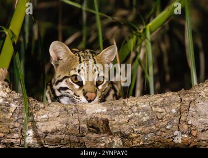 Un Ocelot adulte, Leopardus pardalis, chasse la nuit, gros plan, Pantanal Brésil Amérique du Sud. Gros plan sur la faune sauvage d'Amérique du Sud Banque D'Images