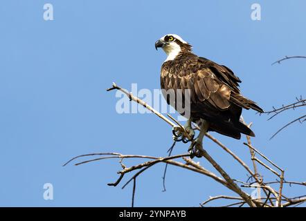 Osprey, Pandion haliaetus ; un oiseau de proie adulte perché ; oiseaux et faune du Pantanal, Pantanal, Brésil Amérique du Sud Banque D'Images