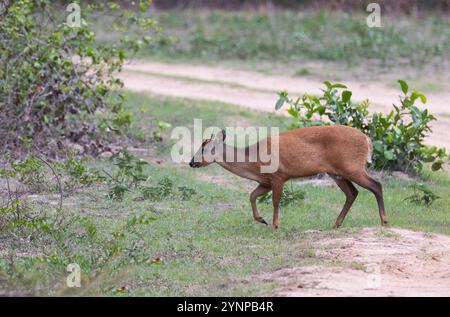 Red brocket Deer, Mazama americana, un cerf sud-américain de taille moyenne, animal adulte vue de côté, le Pantanal, Brésil faune d'Amérique du Sud. Banque D'Images