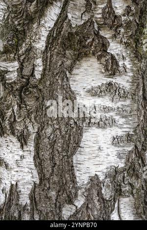Écorce d'arbre, écorce de bouleau (Betula), grandeur nature, Allemagne, Europe Banque D'Images