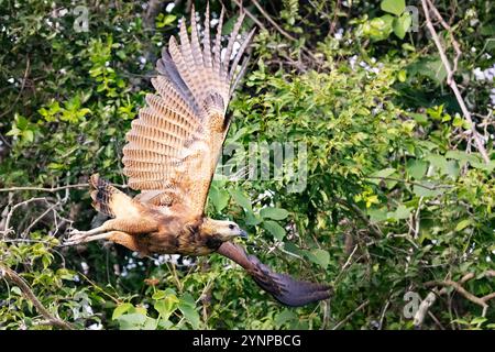 Savannah Hawk, Buteogallus meridionalis, un grand oiseau de proie sud-américain volant sauvage dans la forêt, Pantanal, Brésil Amérique du Sud Banque D'Images