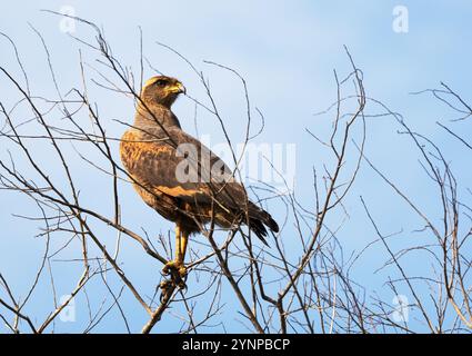 Savannah Hawk, Buteogallus meridionalis, un grand oiseau de proie sud-américain, un oiseau adulte sauvage perché dans un arbre, Pantanal, Brésil Amérique du Sud Banque D'Images