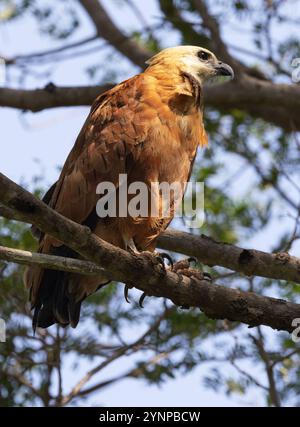 Savannah Hawk, Buteogallus meridionalis, un grand oiseau de proie sud-américain, un oiseau adulte sauvage perché dans un arbre, Pantanal, Brésil Amérique du Sud Banque D'Images