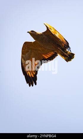 Savannah Hawk, Buteogallus meridionalis, un grand oiseau de proie sud-américain volant sauvage, ciel bleu, Pantanal, Brésil Amérique du Sud Banque D'Images