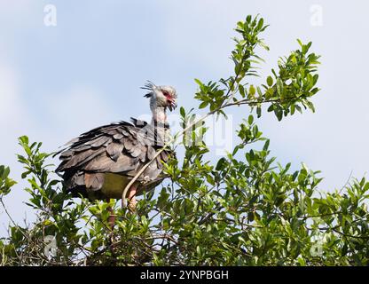 Screamer du Sud, Chauna torquata ; un oiseau adulte perché dans un arbre ; oiseaux et faune du Pantanal, Pantanal, Brésil Amérique du Sud Banque D'Images