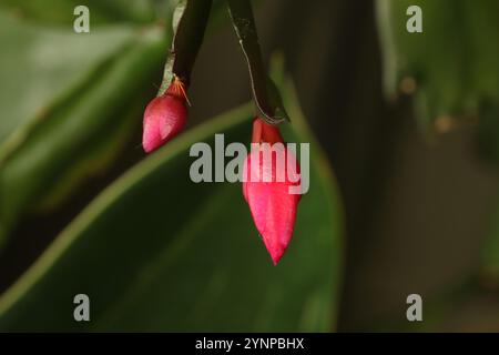 Gros plan des boutons de fleurs rouges de Thanksgiving Cactus, Schlumbergera truncata, sur fond de feuillage vert Banque D'Images