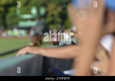 Thé maté ou maté, la boisson nationale de l'Argentine, dans une caleçon traditionnelle avec une bombilla, lors d'un match de polo à Buenos Aires, Argentine, Amérique du Sud Banque D'Images
