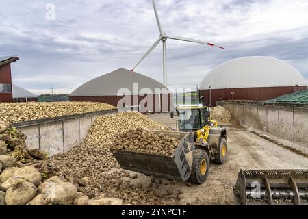 L'usine de biogaz produit du gaz à partir de différentes biomasses, ici le stockage de betteraves sucrières, l'électricité est produite dans des centrales combinées de chaleur et d'électricité avec le bi Banque D'Images