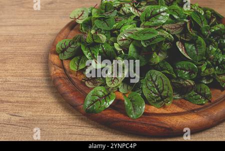 Sorrel Bloody Mary, des feuilles fraîches de bébé d'oseille, avec des veines rouges, micro-verts, sur une assiette Banque D'Images